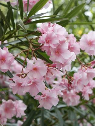 JR GLOBLE Oleander Plant