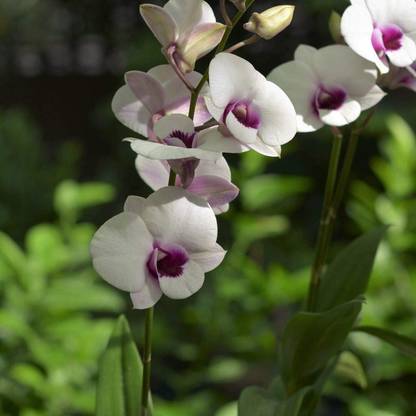 GETFLIX Orchid Plant