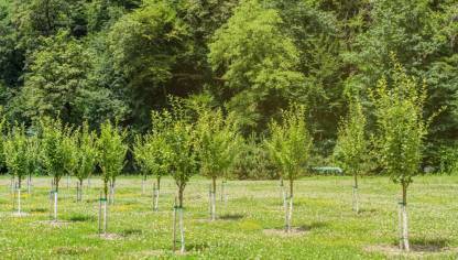 Dream mall Perfume Tree Plant