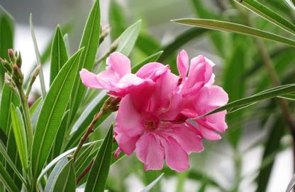 Greenery Nursery Oleander Plant