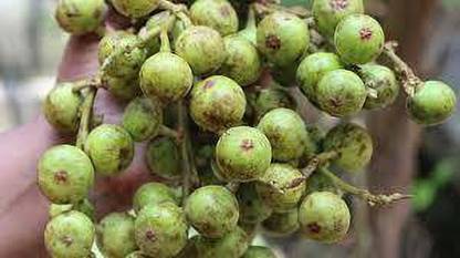 GRGR FIG FRUIT ( ATHIKKAI POWDER) FRESH AND PURE RAW POWDER -50GM PACK OF 2