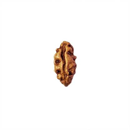 Shiv Kripa Rudraksha Kendra 1 Mukhi Rudraksha Wood