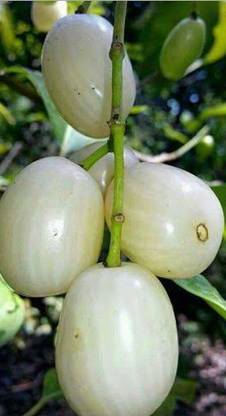 Earth Angels Jamun Plant
