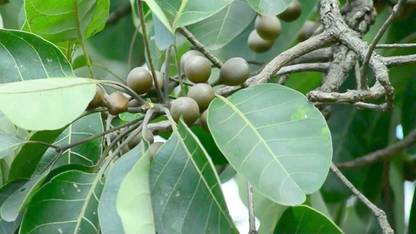 Green World BAHEDA / BAHERA / TERMINALIA BELLIRICA TREE SEEDS (20 SEEDS) Seed