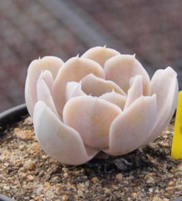 Srushtitraders Rare succulent, Echeveria runyonii san carlos 10 seeds Seed