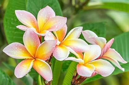 Corofitam Plumeria Plant