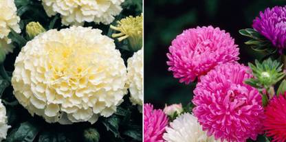 xcentax White Marigold, Aster Seed