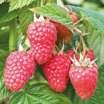 Paudha Raspberry Hybrid Fruit Seed