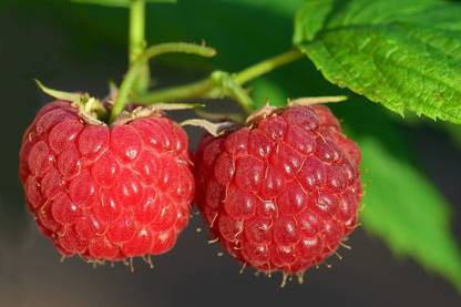 MegaValue Raspberry fruit Seed