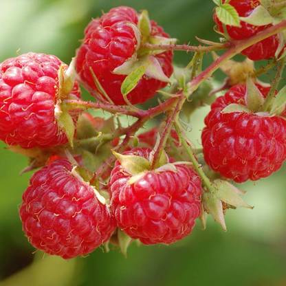 PLANTZON Raspberry fruit Seed