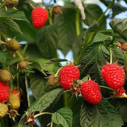 Paudha Raspberry fruit Seed