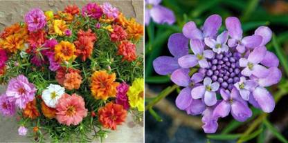 xcentax purple, Candytuft Seed