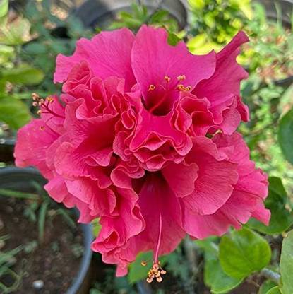 indian gardens Hibiscus Plant