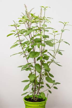 GreenyOn Tulsi Plant