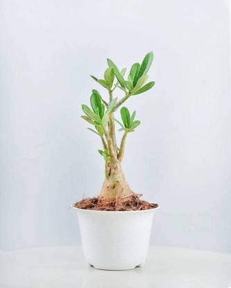 FasanGreen Adenium Plant