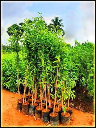 Ortel Rudraksha Plant