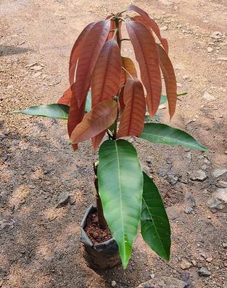 Trothic Mango Plant