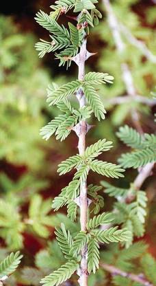 EVY Shami/Jand Plant