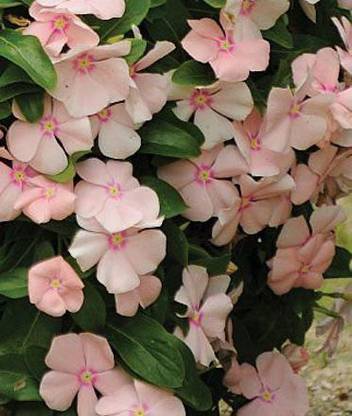 VibeX HUA-65 - Vinca Nayantara Flower - (180 Seeds) Seed