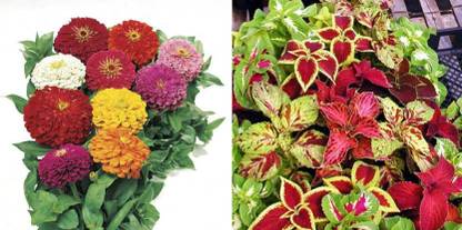 xcentax ZINNIA DOUBLE, COLEOUS Seed