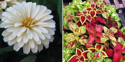 xcentax White Zinnia, COLEOUS Seed