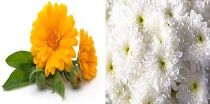 xcentax Calendula, Chrysanthemum Seed
