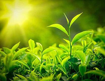 EZtect Tea Plant