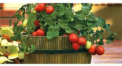 Aywal Hybrid Pusa Ruby High Yield Tomato Seed