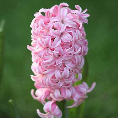 Nature Gallery Hyacinth "fondant" Imported Flower Bulbs - Pack of 5 Bulbs Seed