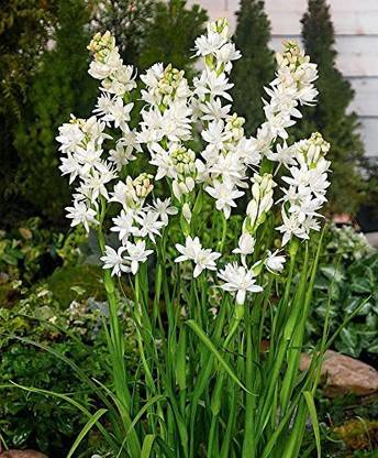 The Nursery Tuberose/Rajnigandha Plant