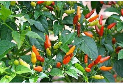 KUSH Eye Chilli (Dhani Lanka) Very Hot Seed