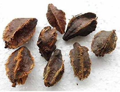 RK Seeds RK Seeds- Sacred Terminalia arjuna, Arjun Tree, Shade Tree Seeds Marudha Maram or Neer Maruthu for Growing Terminalia arjuna- Pack of 100 g Seed