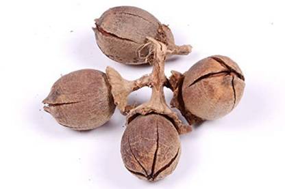 RK Seeds RK Seeds - Pride of India trees seeds - Lagerstroemia speciosa seeds- Queen Crape Myrtle- Jarul seeds - 100 gm Seed