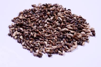 RK Seeds RK Seeds - Napier grass seeds, Elephant grass seeds, Pennisetum Purpureum Grass Seeds Seed