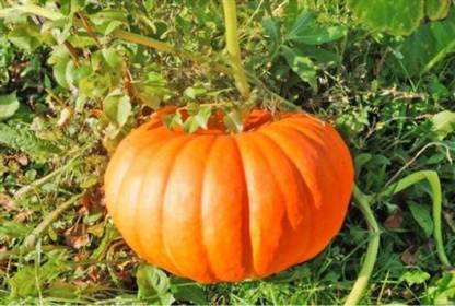 MAA Pumpkin Seed