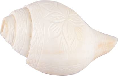 Jellybean Retails Vamavarti Designed Loud Blowing Shankh|Conch for pooja original, First Quality, Engraved Medium ,200 Grams, 14cm(5.5 inch) in Length - Do not go with less price. Less price means Less Quality Blowing Shankh