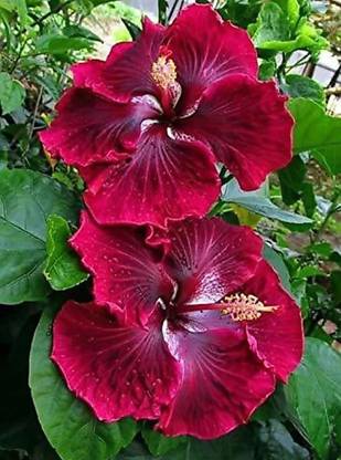 Click to purchase Hibiscus Plant