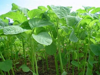 golden hills farm Green Amaranthus Seed