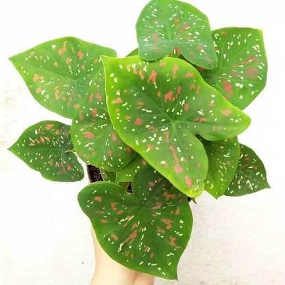JHAMPING Caladium Plant