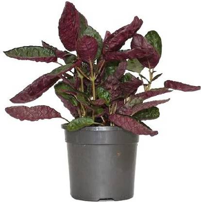 ashokavanam Purple Waffle Plant