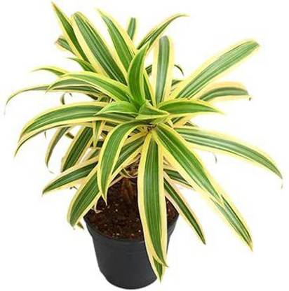 ashokavanam Song Of India Plant