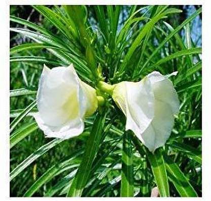 GreenyOn Kaner Plant