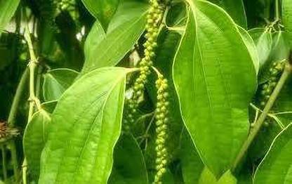 Corofitam Black Pepper Plant