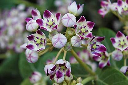 The Nursery Safed Aak Plant