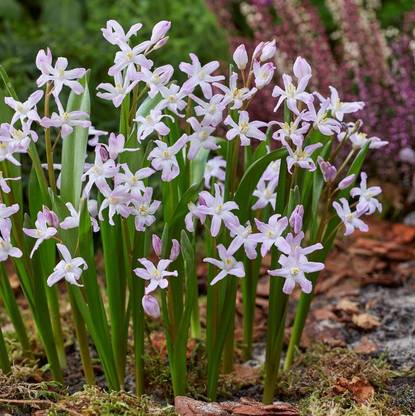 Audbhidhi Audbhidhi Chionodoxa Rosea Exotic New Unique Variety Flower Bulbs for Winter Season (pack of 2) Seed