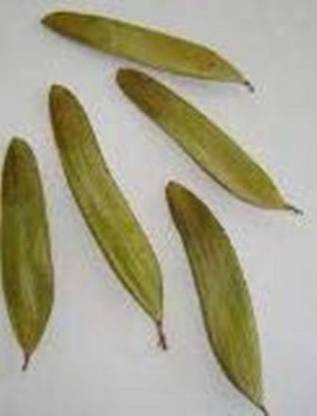 RK Seeds Anjan tree Seed