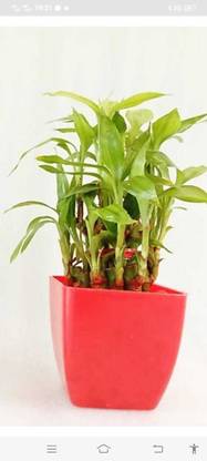 KUSHAGRA Two Layer Bamboo Plant