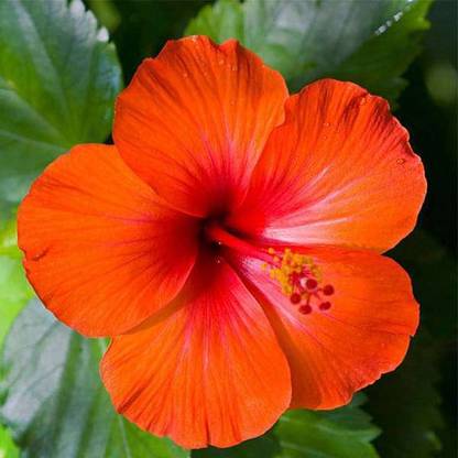 JR GLOBLE Hibiscus Plant