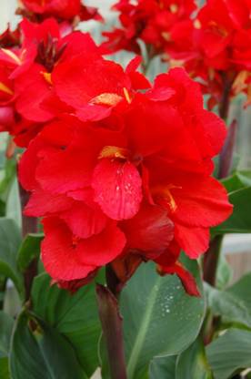 MircleGarden Canna Lily Plant