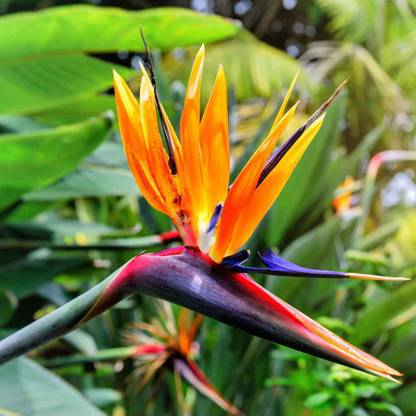 Heaven Of Saplings Bird of Paradise Plant